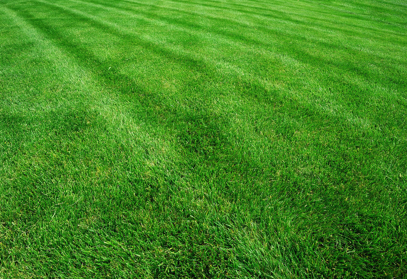 Lush green professional lawn maintenance. Unicutters lawn care we offer weekly and biweekly lawn cutting mowing services with high nitrogen iron lawn fertilizer packages, overseeding with premium grass seed mix and spring and fall cleanup services with deep core aeration, power raking